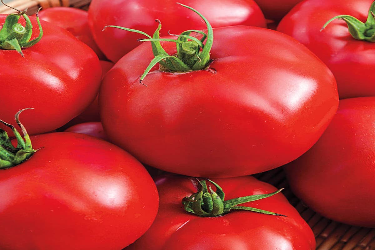  Pakistan Tomato Today in Indian Rupees; Fiber Vitamin C A Source Oval Sweet Taste 