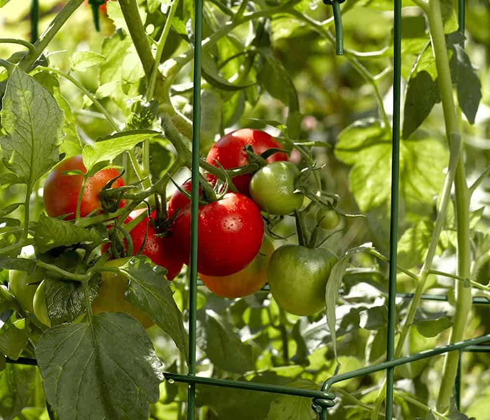  what is diy tomato + purchase price of diy tomato 