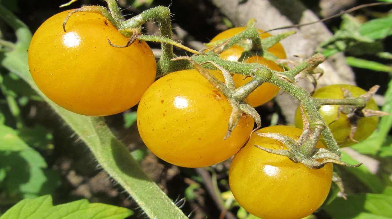 Introducing Yellow Cherry Tomatoes + The Best Purchase Price 