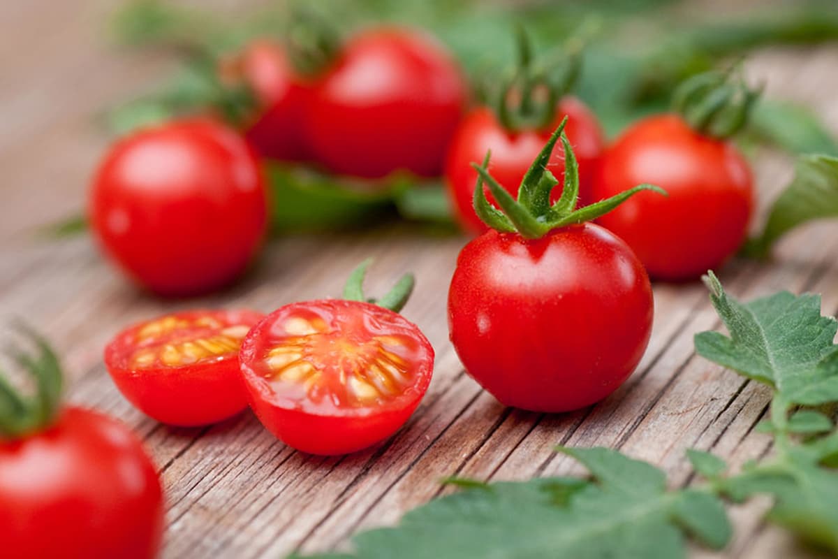  1 kg Tomato in Bangalore Today; Fiber Protein Vitamin C Source Anti Cancer 