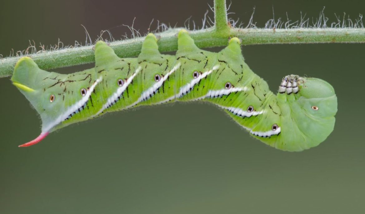 life cycle of tomato hornworm