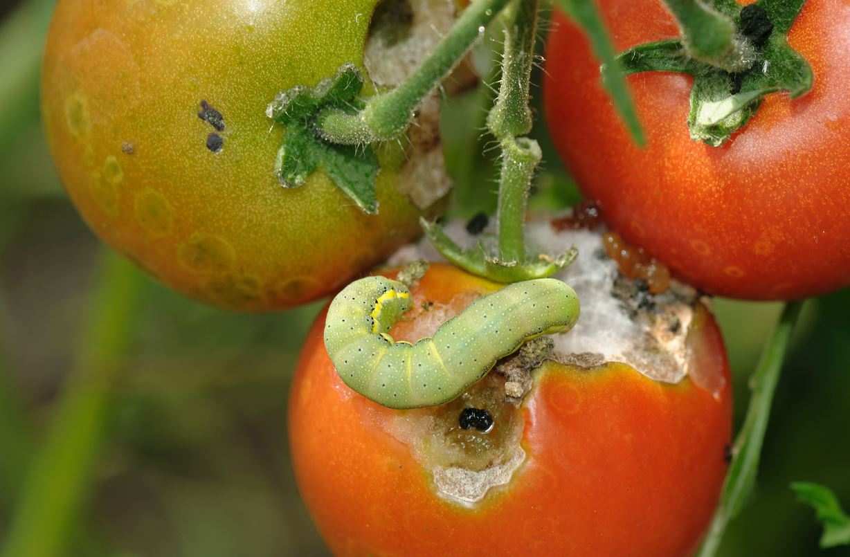  life cycle of tomato hornworm 