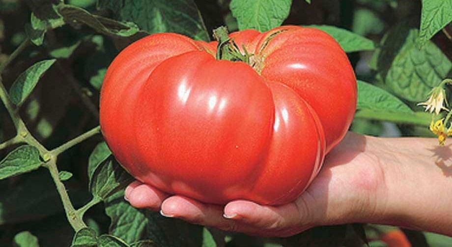  tomato plum purchase price + sales in trade and export 