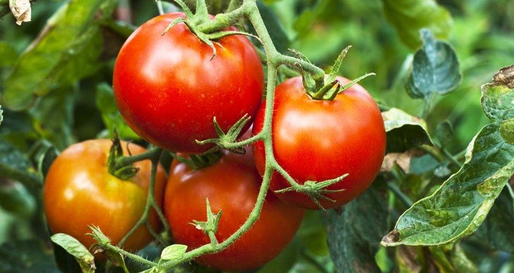  tomato plum purchase price + sales in trade and export 