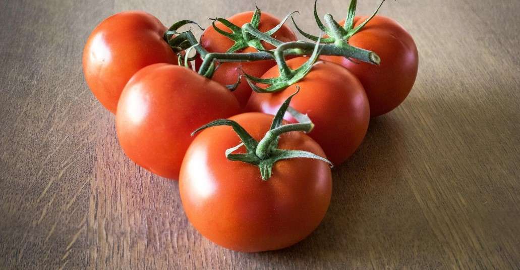  Tomato in Italian Festival in Spain 