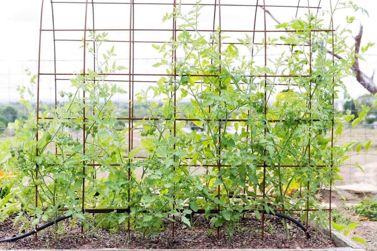  Which Is The Best tomato trellis stakes? + Complete Comparison | Great Price 