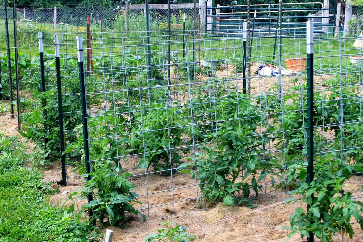  Which Is The Best tomato trellis stakes? + Complete Comparison | Great Price 