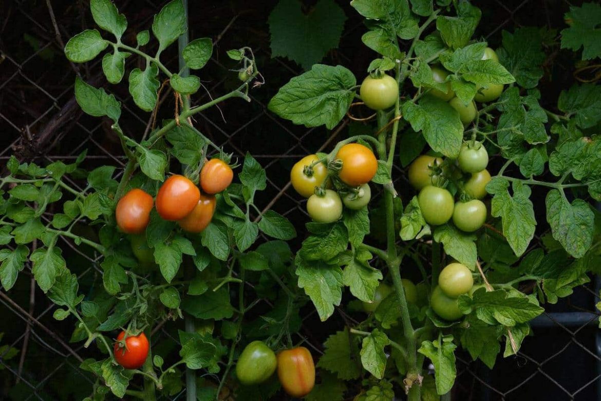 tomato trellis Purchase Price + Sales In Trade And Export