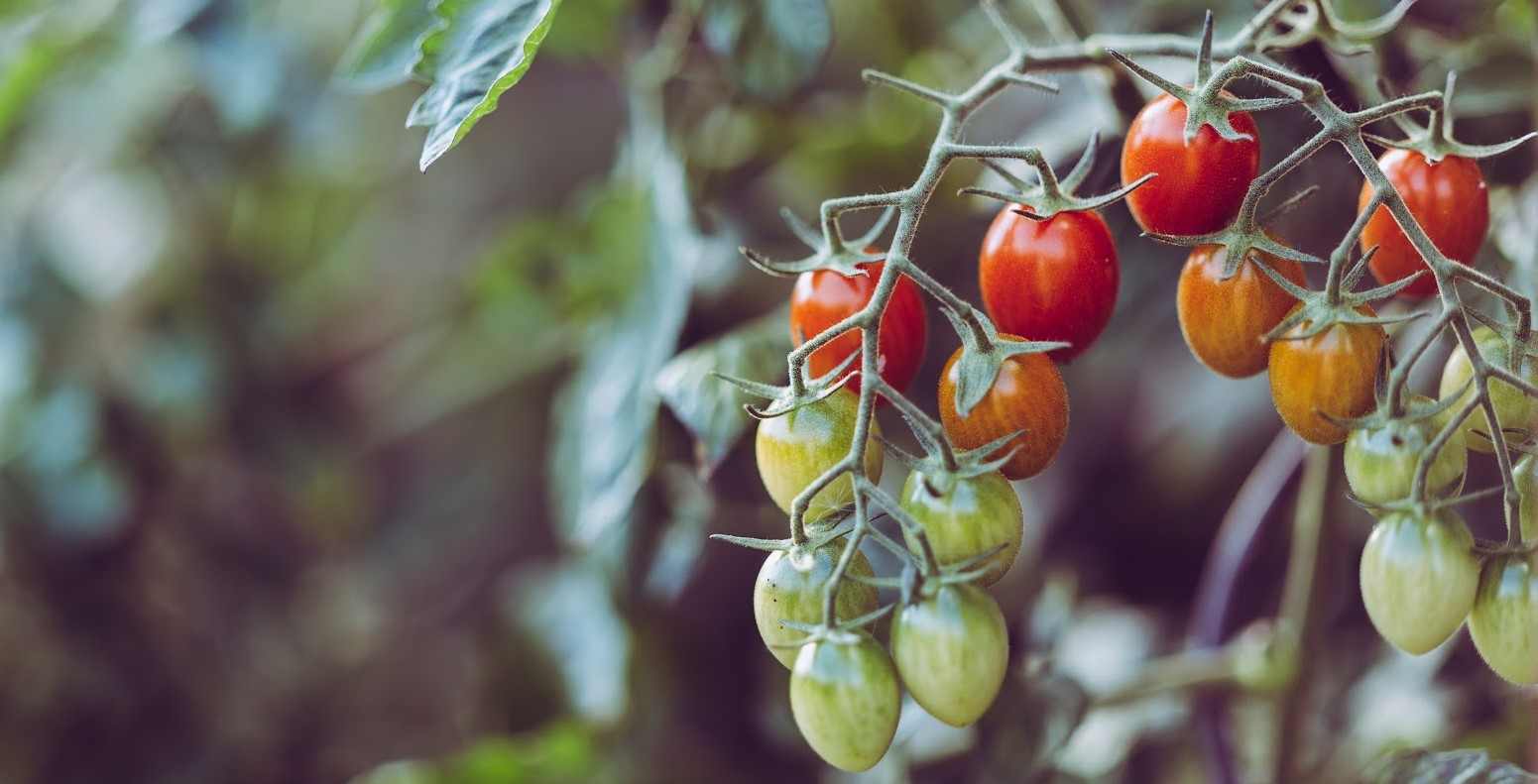  Tomato Nutrition Data and Health Benefits 