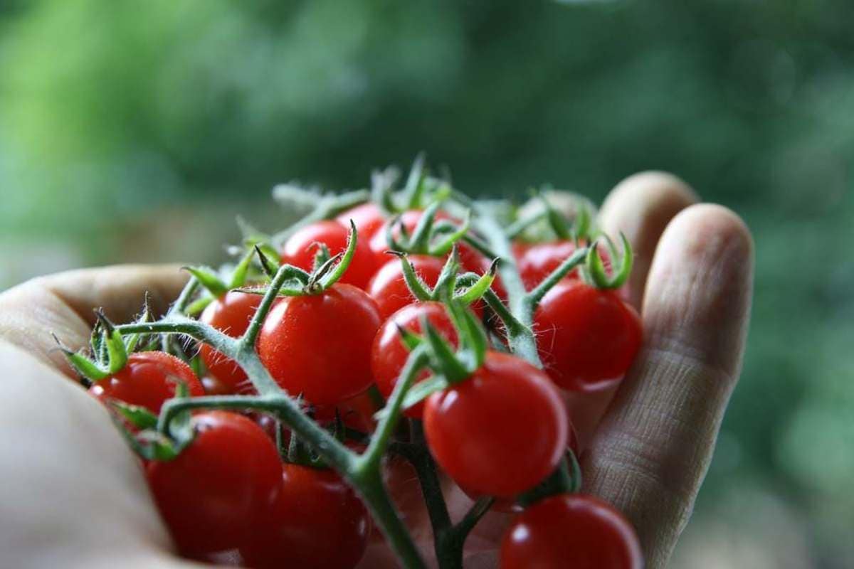  Cherry Tomato per kg in Pakistan (Korean Persimmons) Anti Cancer 4 Vitamin A B C K 