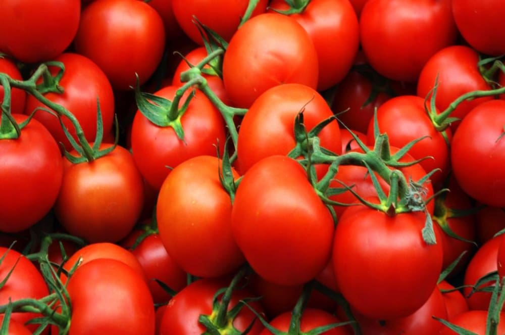  Introducing tomato fruit + the best purchase price 
