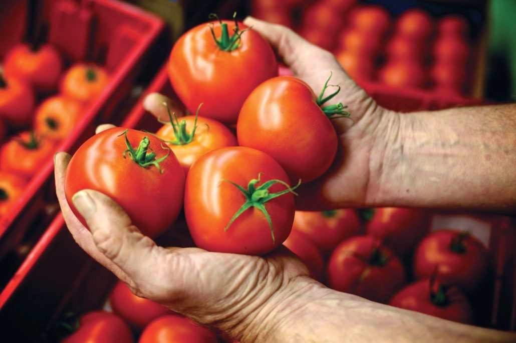 tomato types | Buying types of tomato types in different sizes 