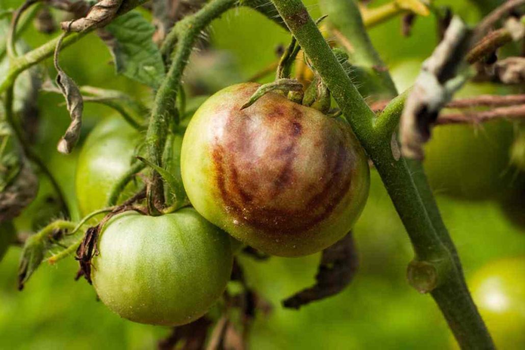  buy all kinds of tomato disease protector at the best price 