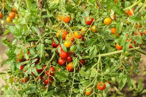  Lowes Tomato Plants Price 