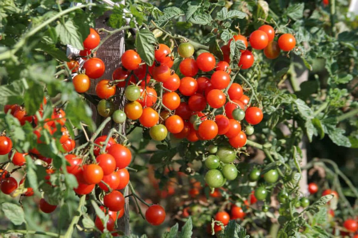 Buy husky cherry red tomato + Great Price With Guaranteed Quality