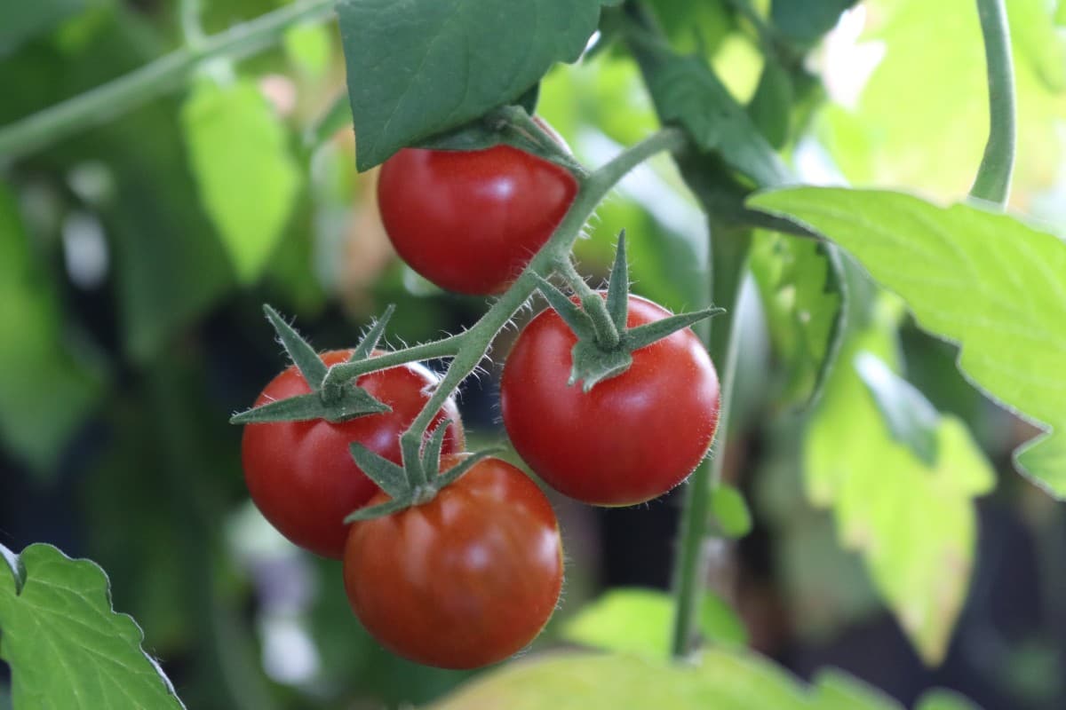 Buy husky cherry red tomato + Great Price With Guaranteed Quality 