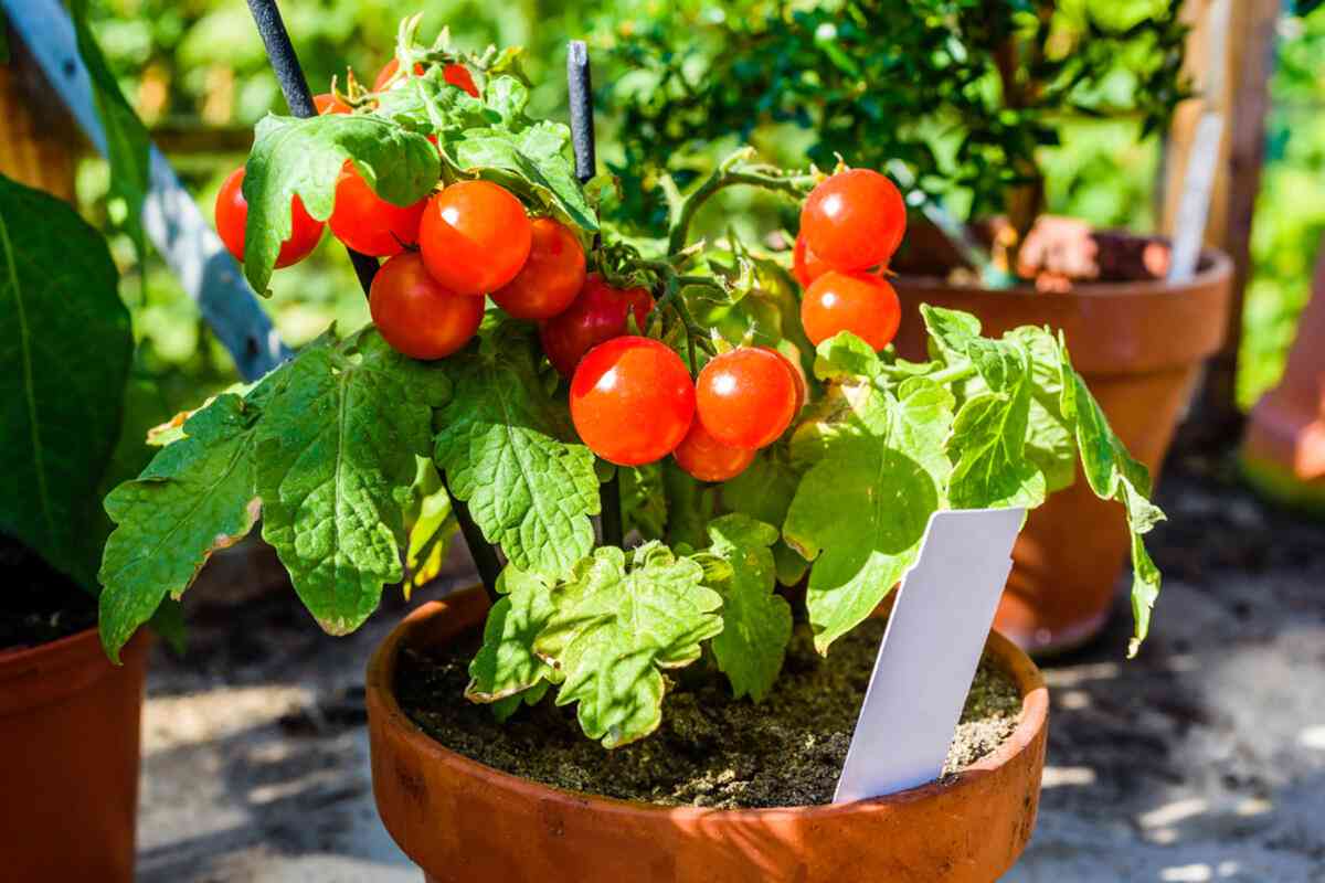  cherry tomato plants for sale 
