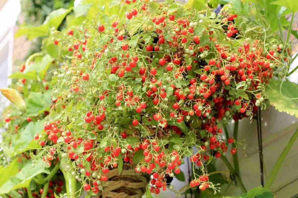  cherry tomato plants for sale 