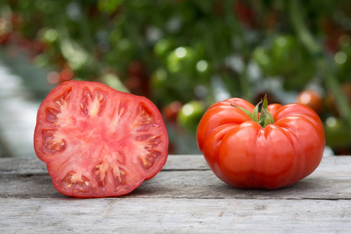  buy Beefsteak Tomatoes + Introducing the broadcast and supply factory 