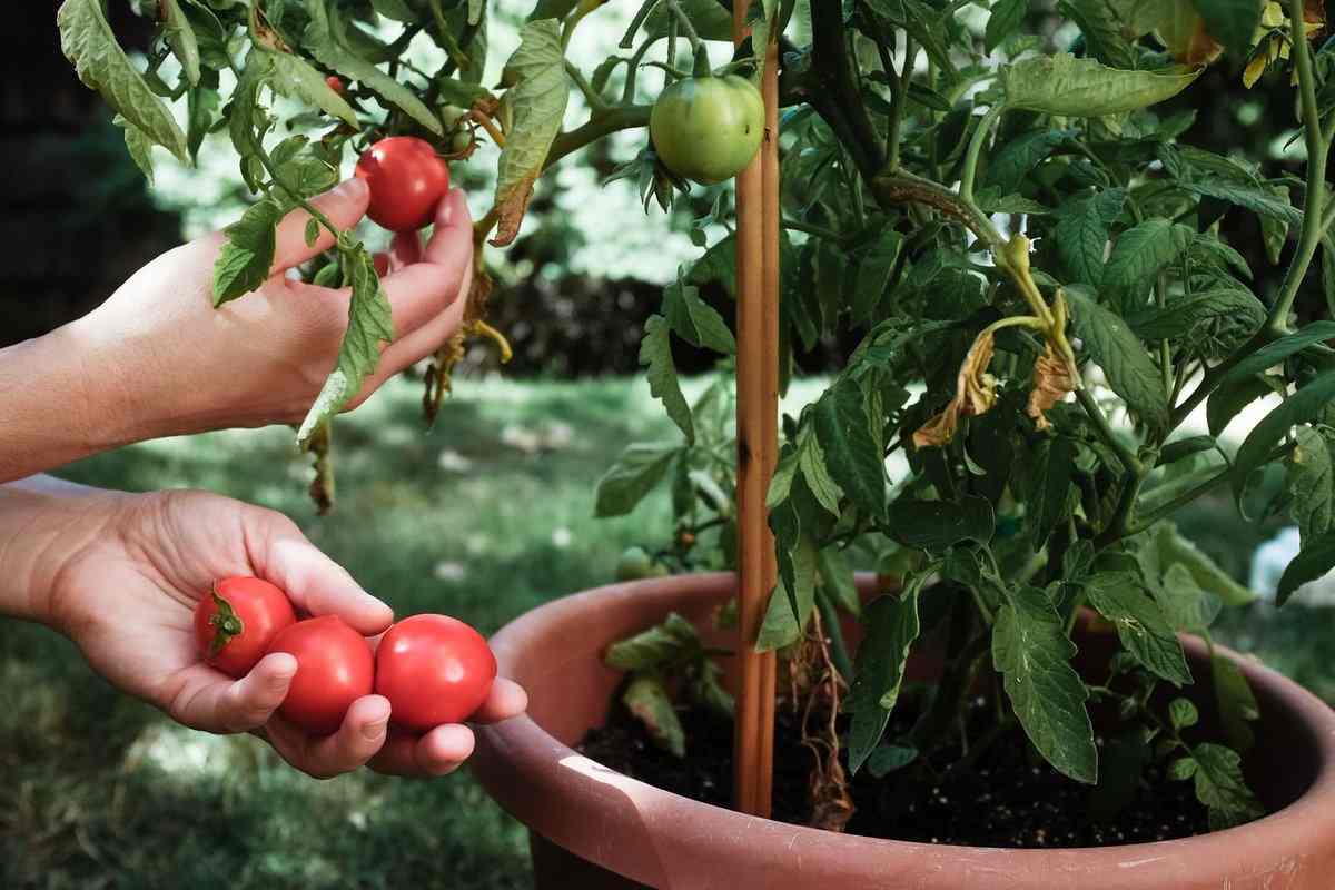  Introducing the types of tomatoes production +The purchase price 