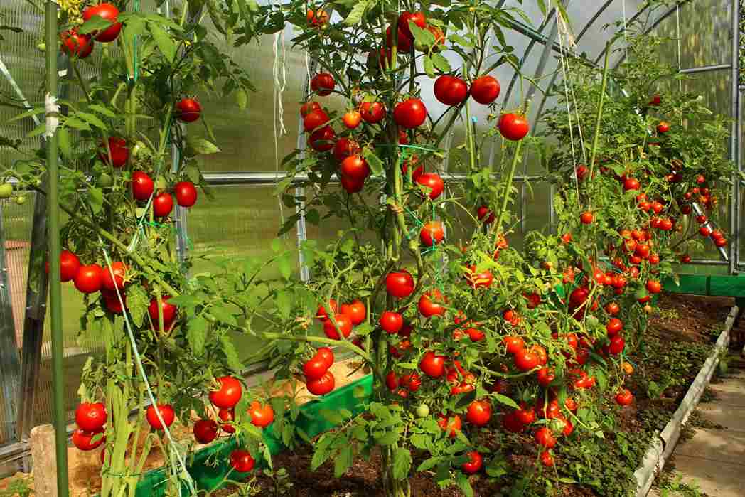  Introducing the types of tomatoes production +The purchase price 
