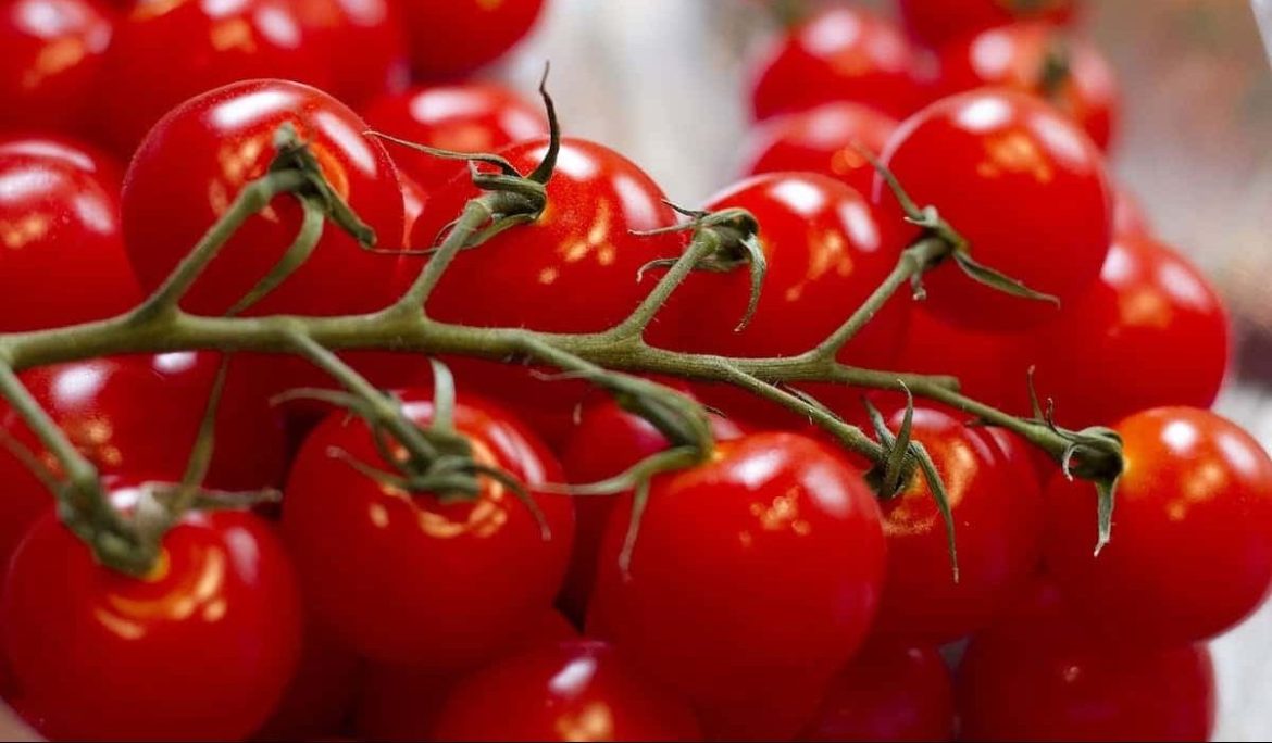 Grape tomato plant care needs to be expertise