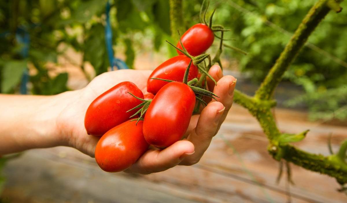  Grape tomato plant care needs to be expertise 
