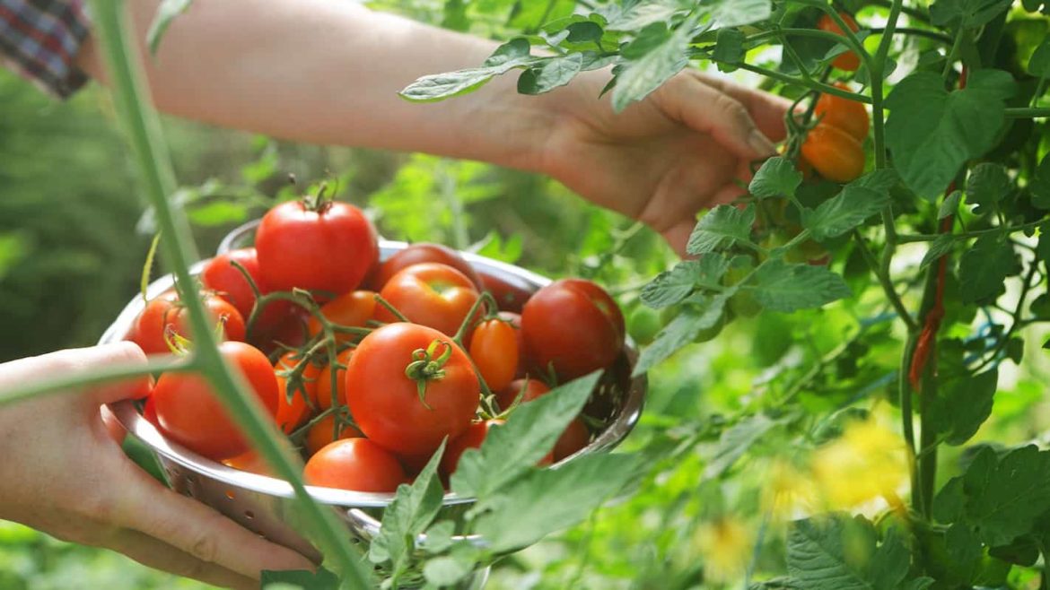 Different types of tomatoes to grow in home garden