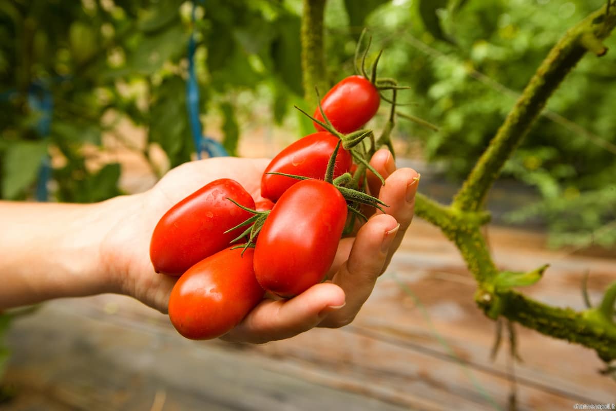  Different types of tomatoes to grow in home garden 