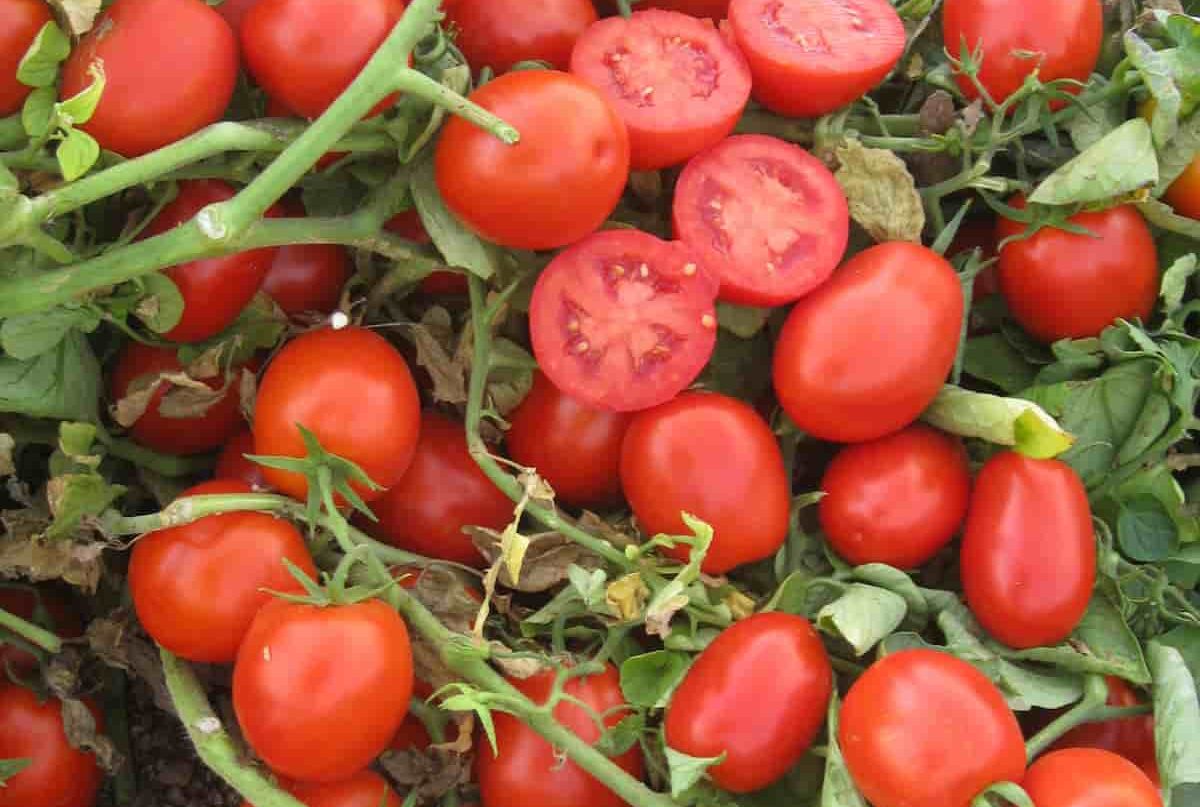  Different types of tomatoes to grow in home garden 